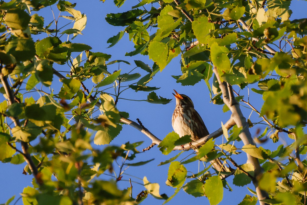 Redwing - Yaroslav Nikitin