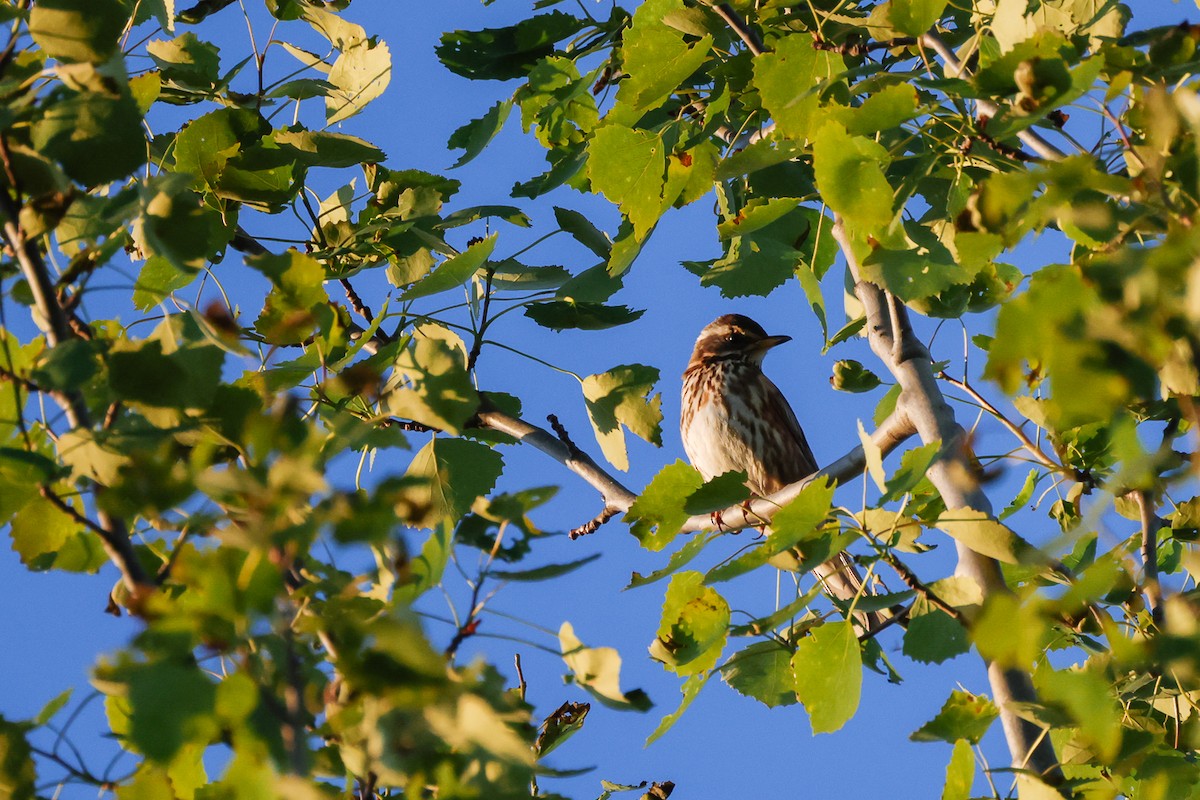 Redwing - Yaroslav Nikitin