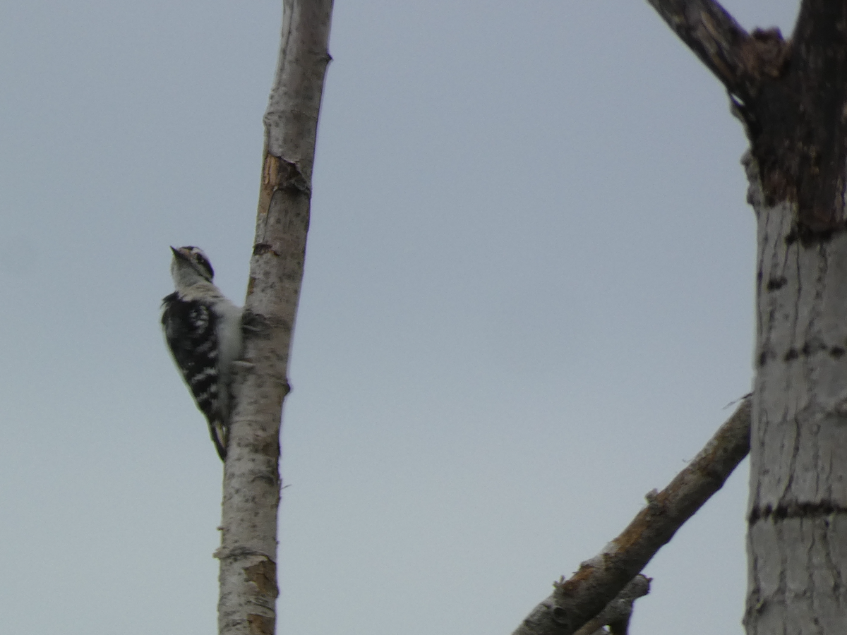 Downy Woodpecker - Carolyn Sanders