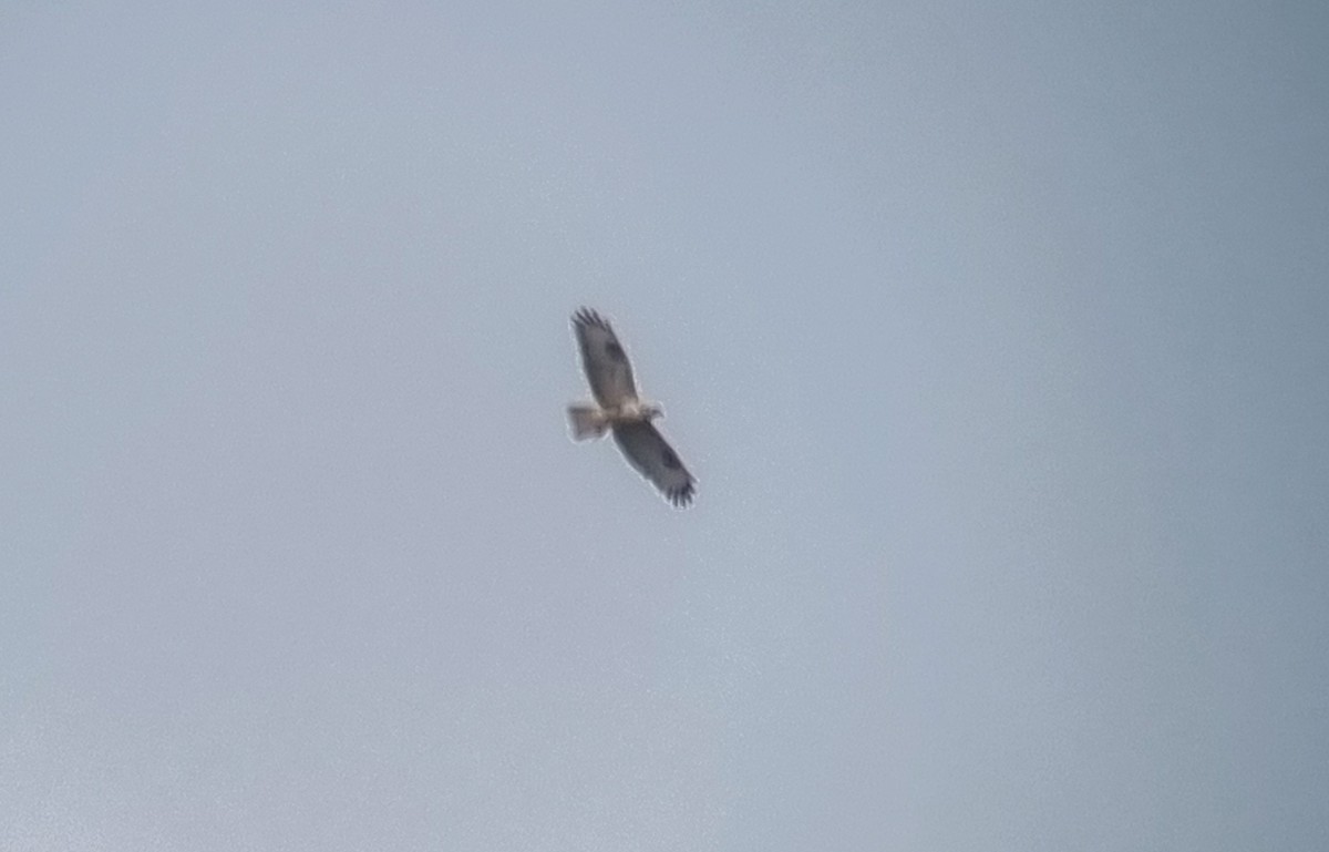 Rough-legged Hawk - Theo de Clermont