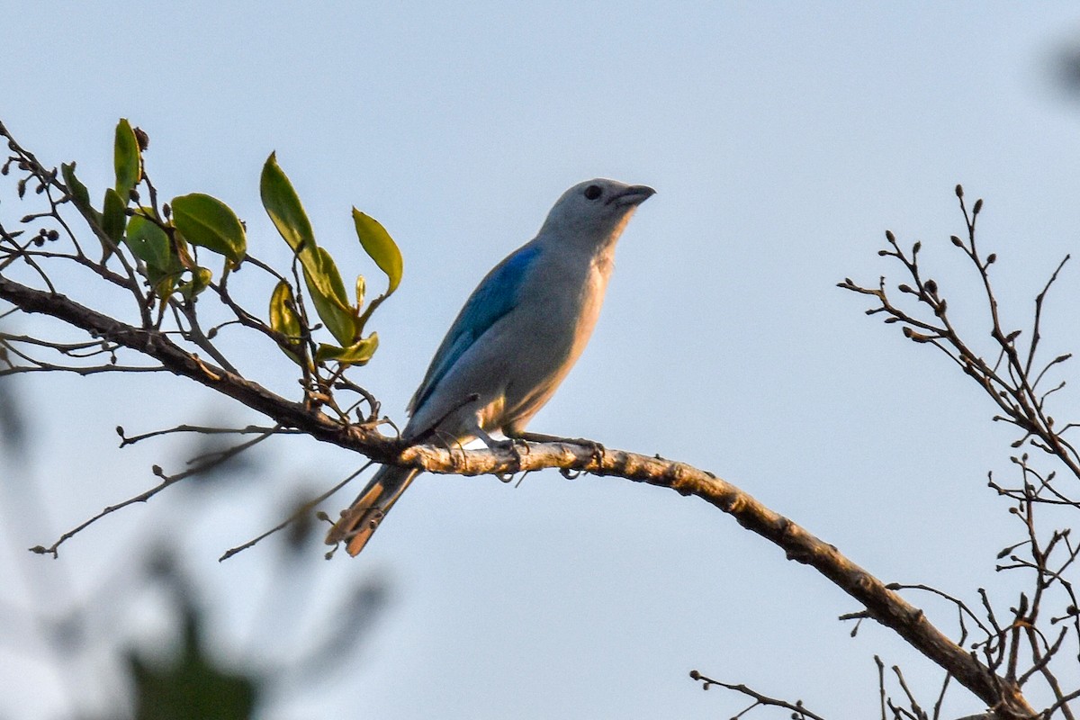 Blue-gray Tanager - Robert Foster