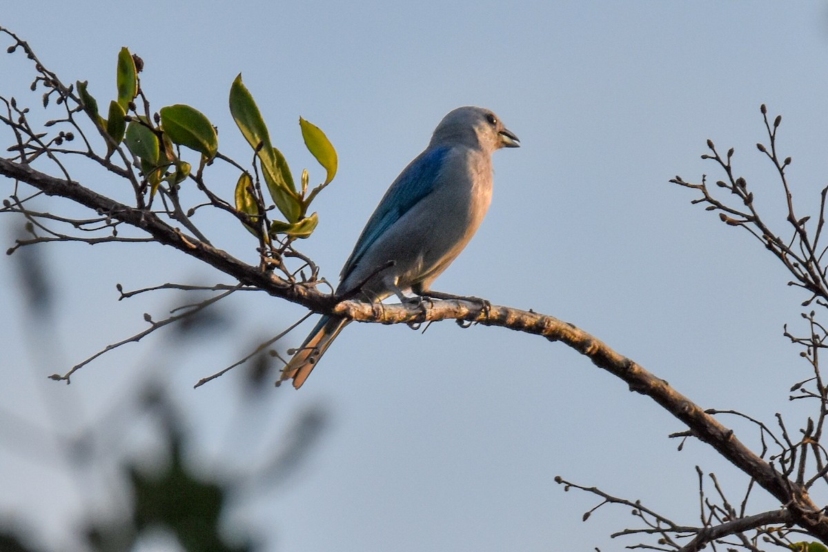 Blue-gray Tanager - Robert Foster