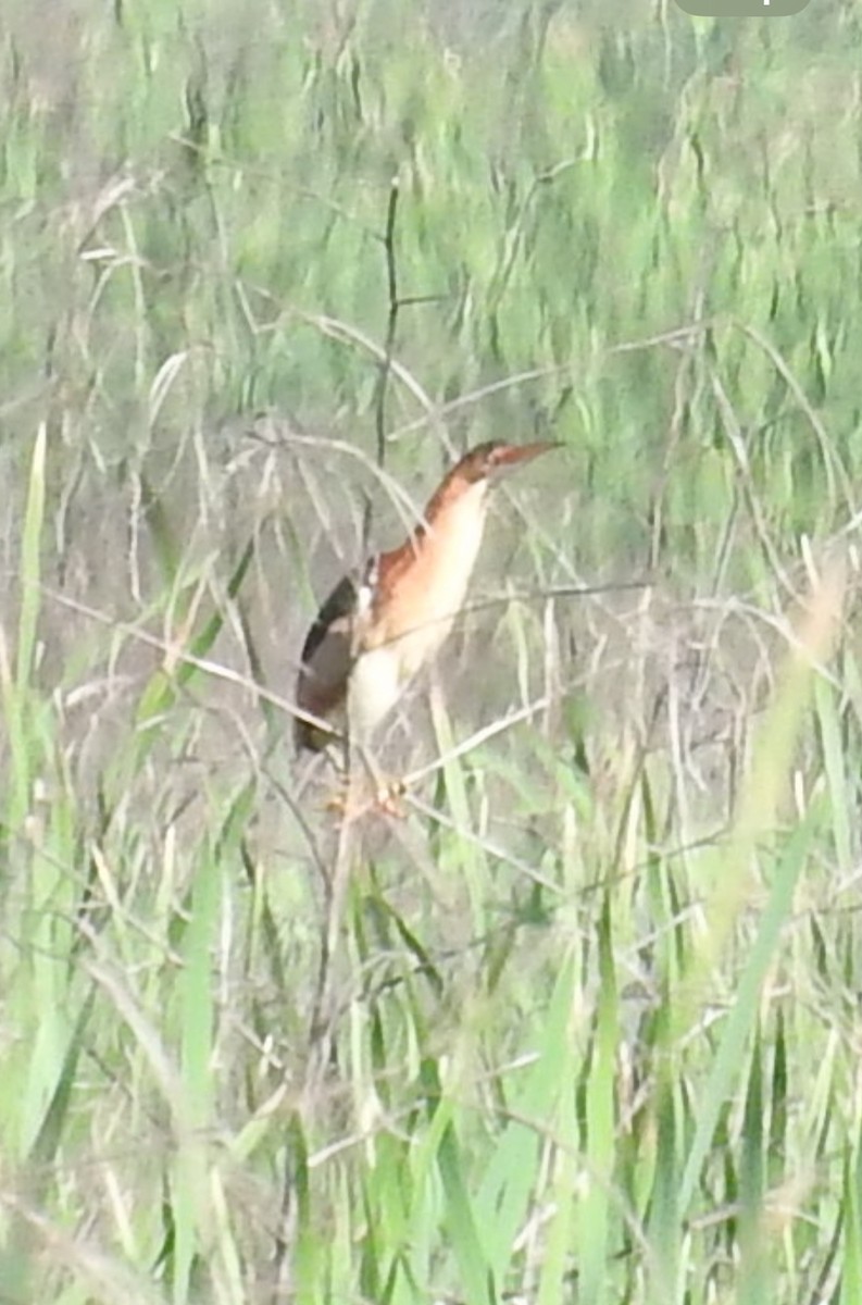 Least Bittern - ML619449688