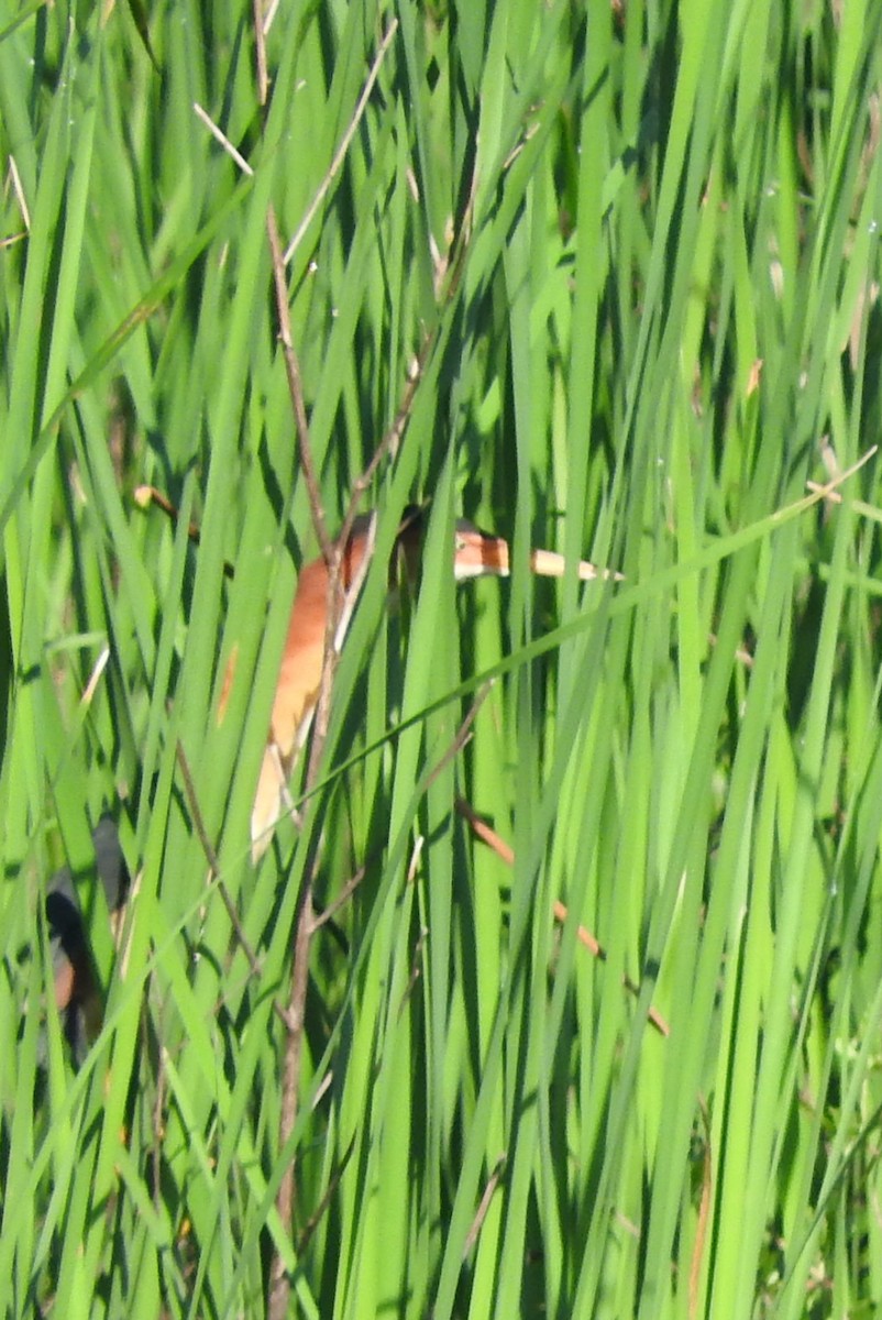 Least Bittern - Tom Riley