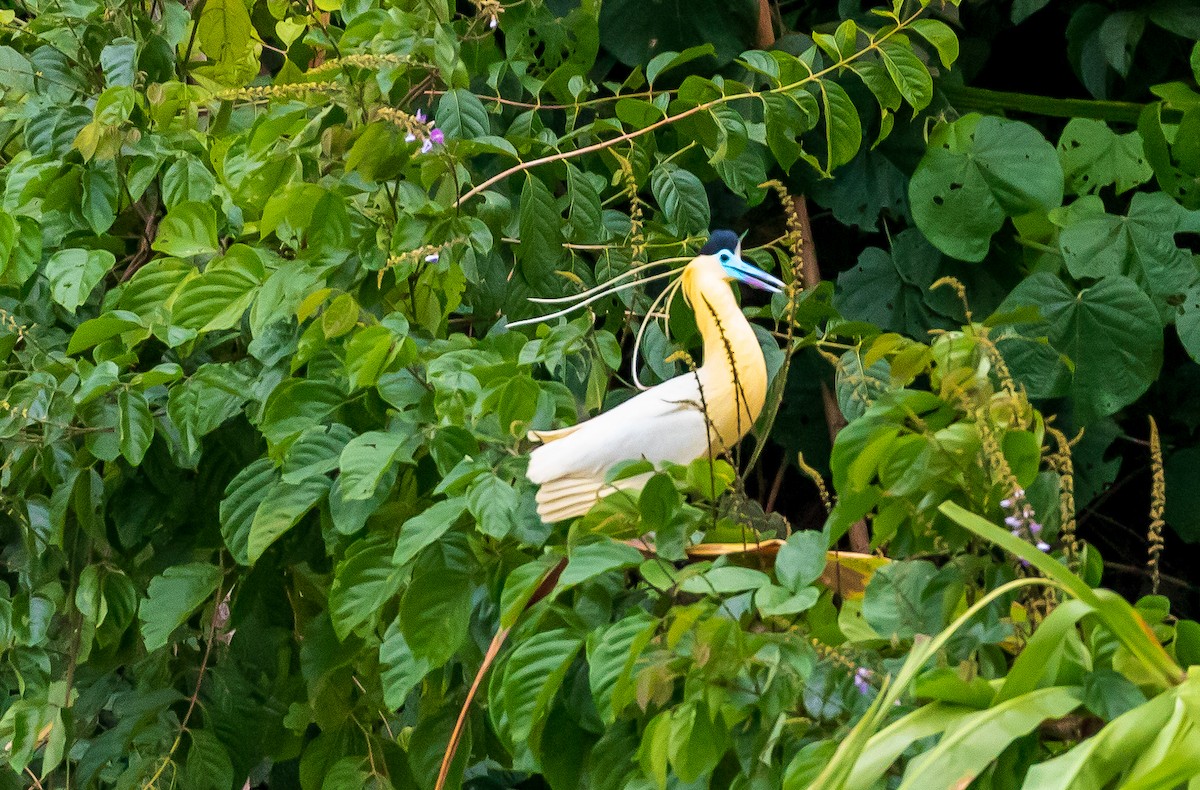 Capped Heron - Andrew Cauldwell