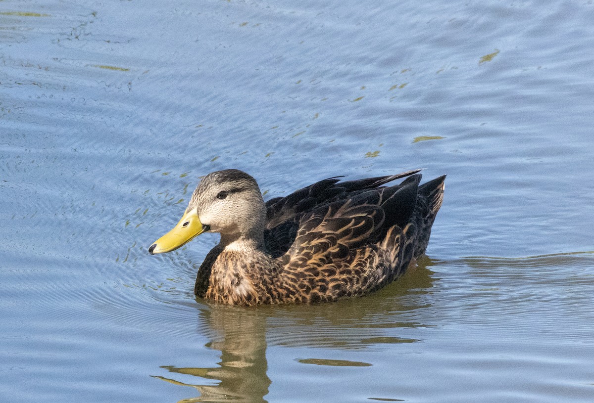 Mottled Duck - Anne Heyerly