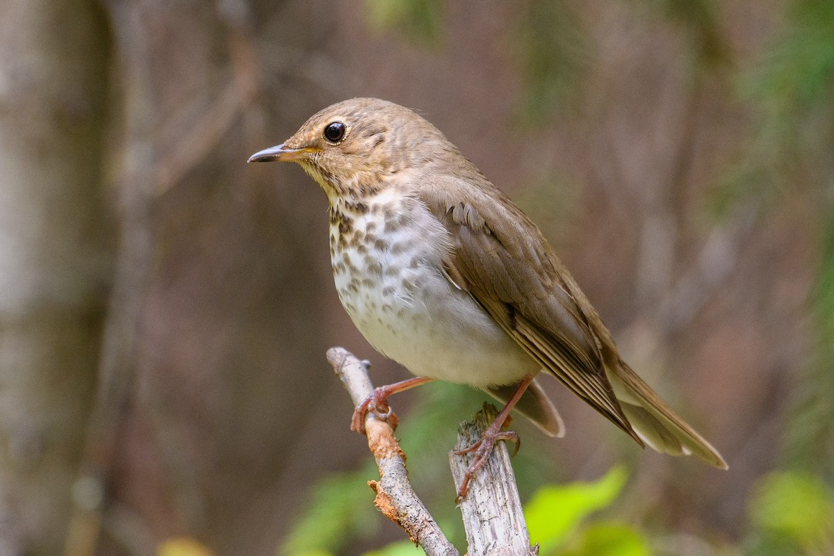 Swainson's Thrush - ML619449712