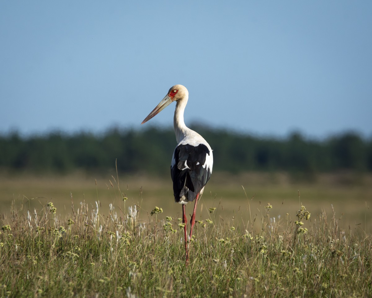 Maguari Stork - ML619449718