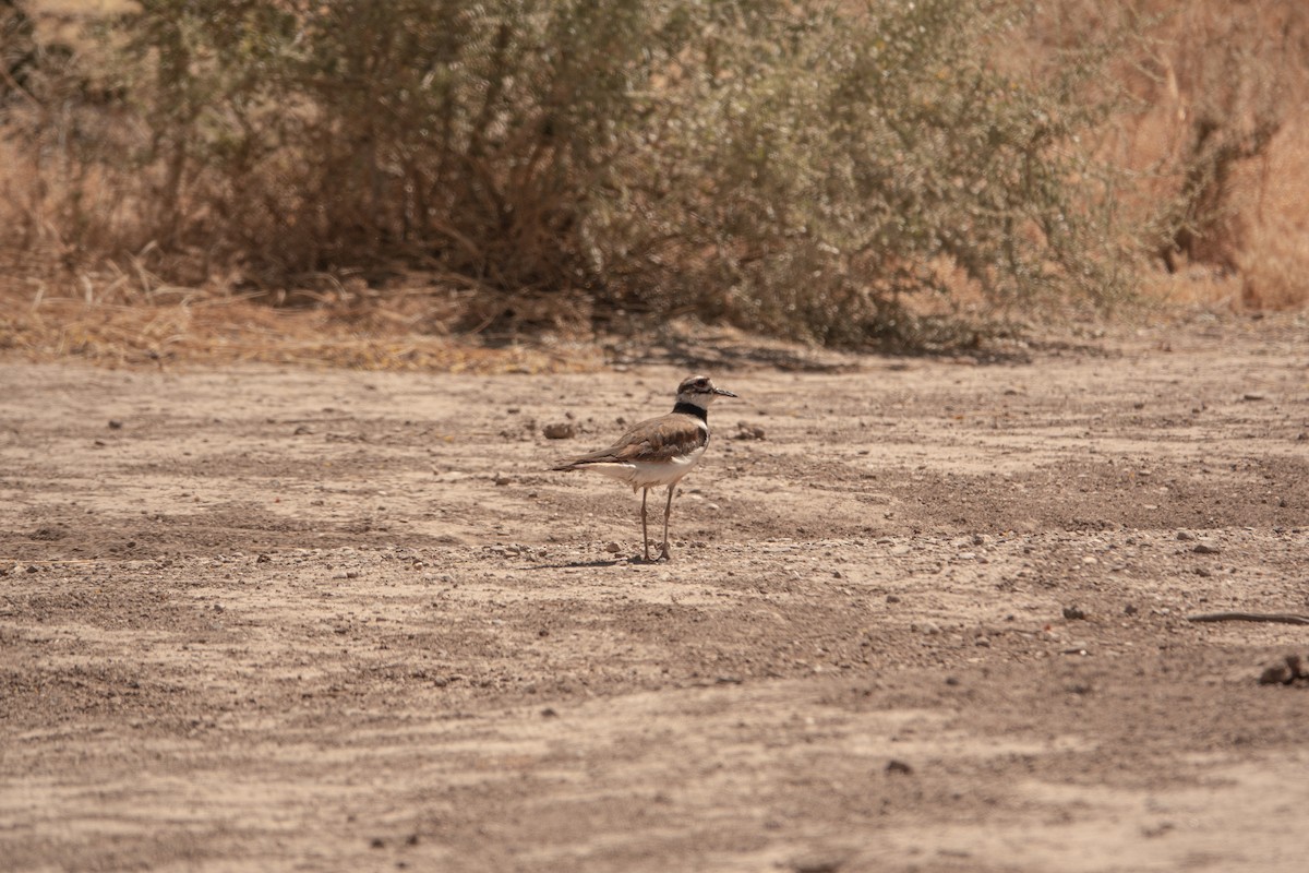 Killdeer - Greg Halbach