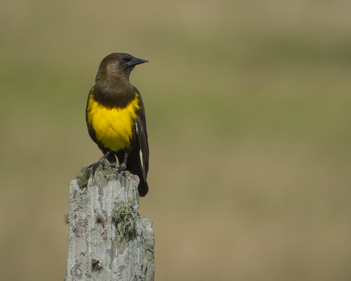 Brown-and-yellow Marshbird - Caio Osoegawa