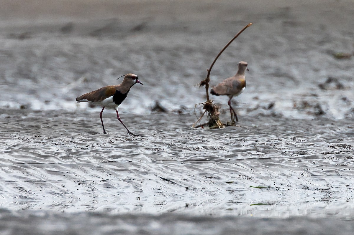 Southern Lapwing - Andrew Cauldwell