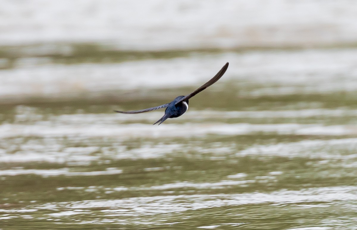 White-banded Swallow - Andrew Cauldwell