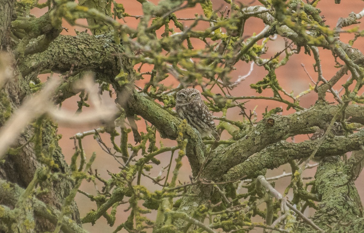 Little Owl - Theo de Clermont