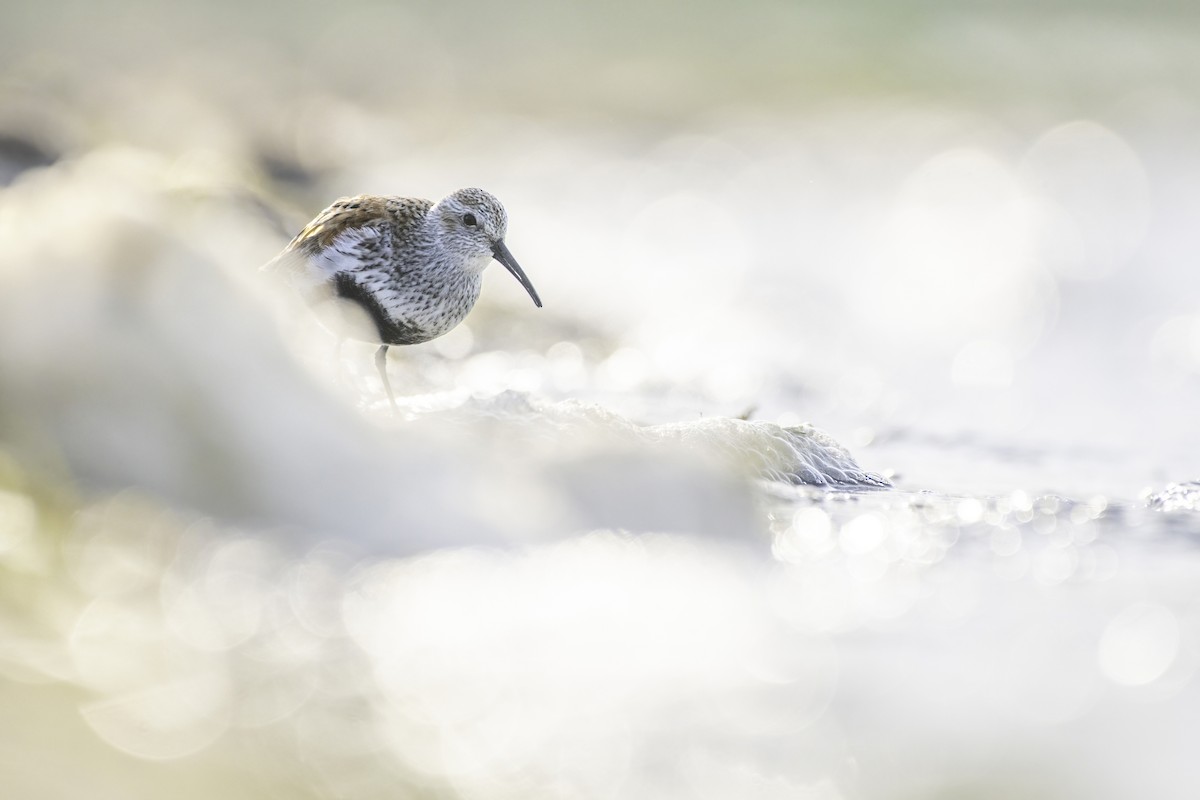Alpenstrandläufer - ML619449763