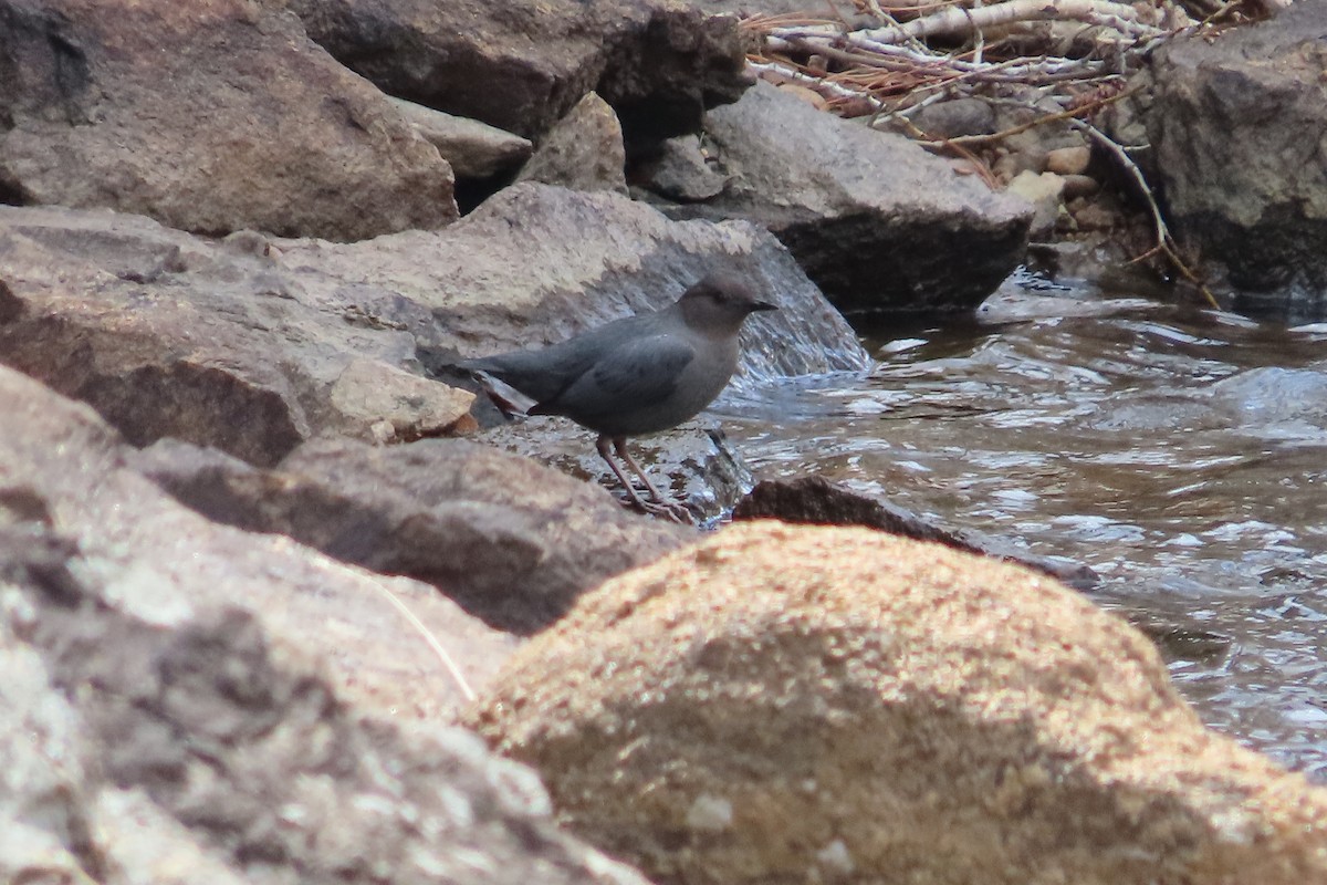 American Dipper - David Brinkman