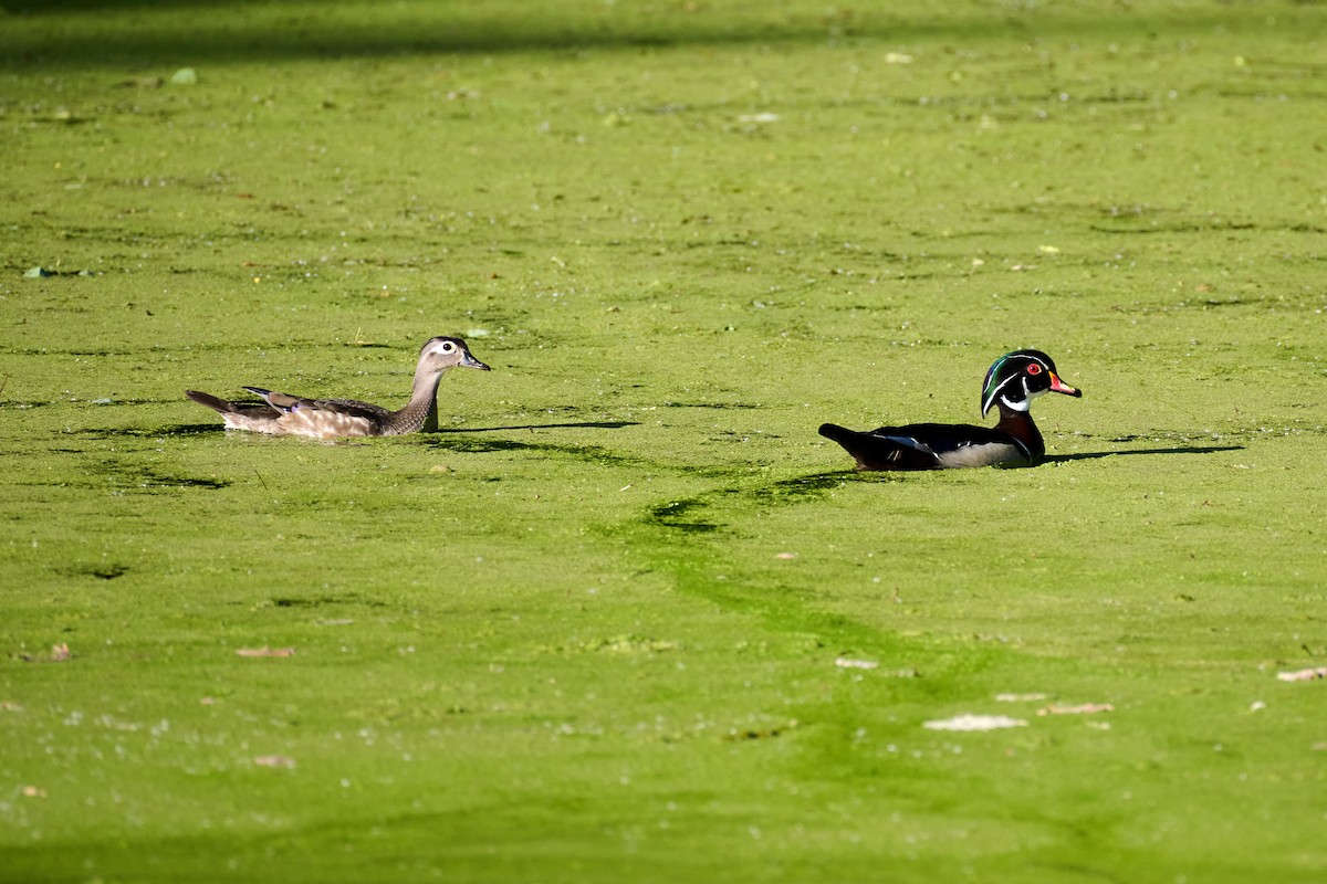 Wood Duck - Charlie Shields