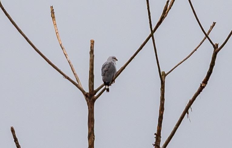 Gray-lined Hawk - Andrew Cauldwell