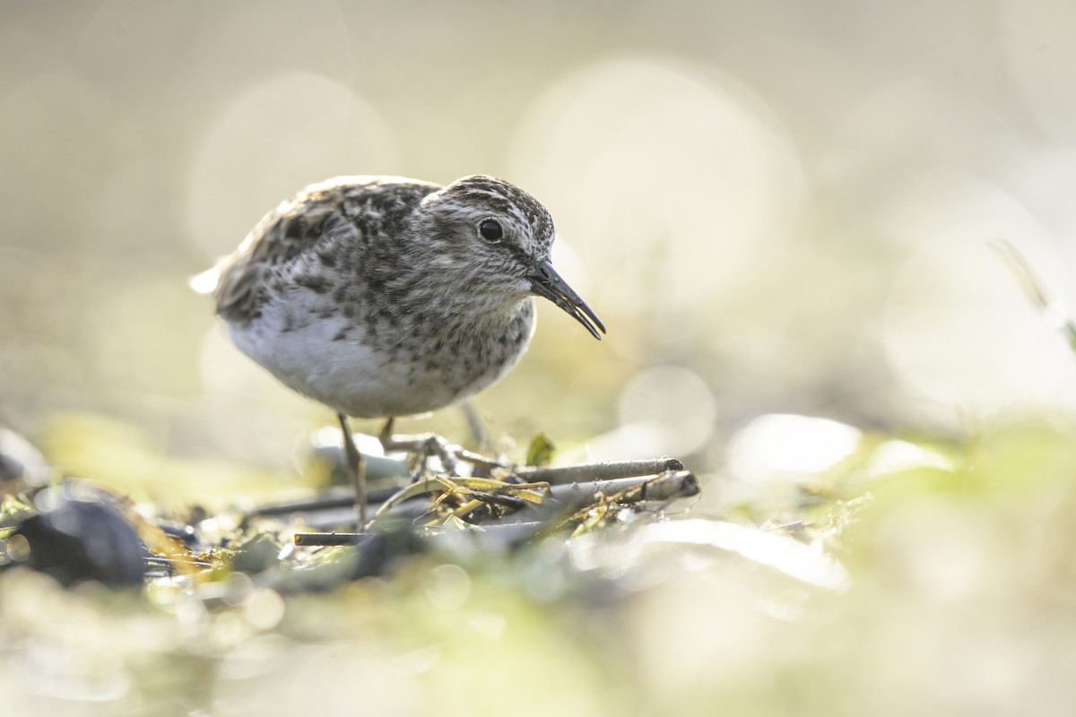 Least Sandpiper - ML619449768