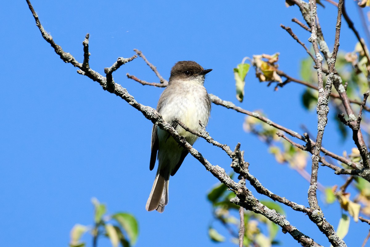 Eastern Phoebe - Charlie Shields