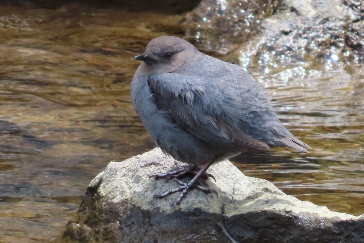 American Dipper - David Brinkman