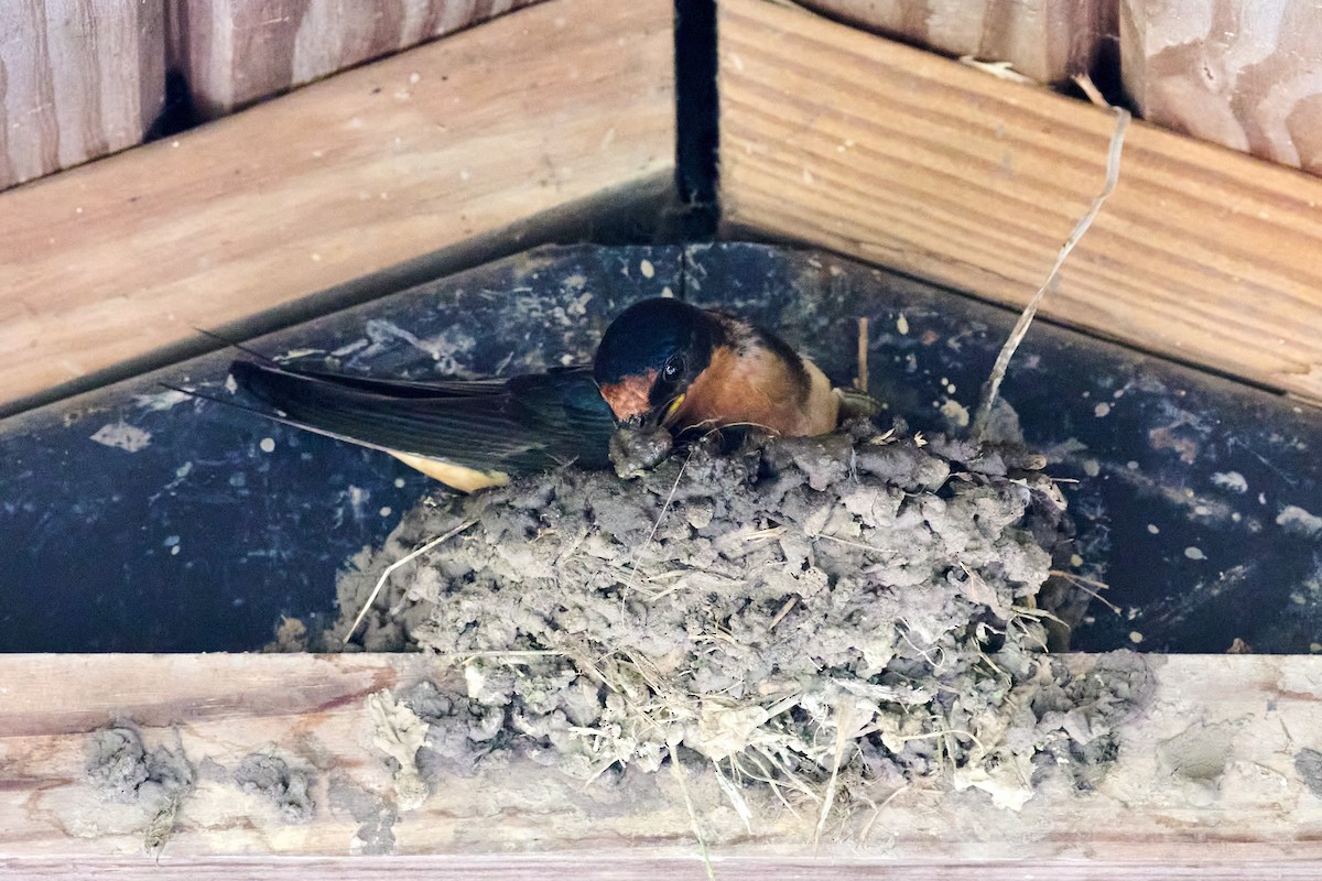 Barn Swallow - Charlie Shields