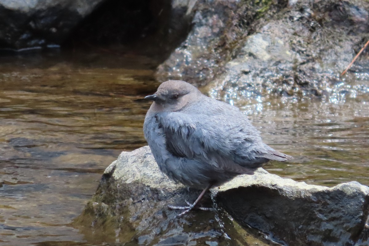 American Dipper - David Brinkman