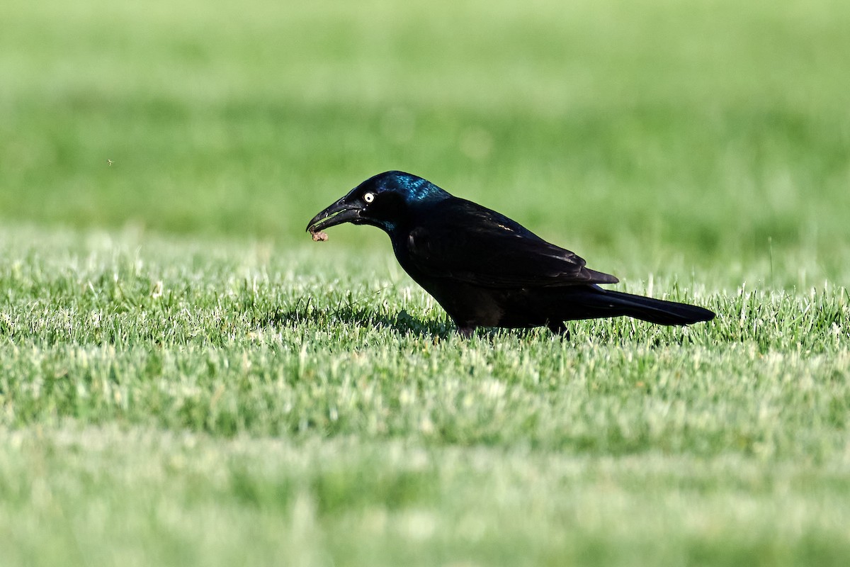 Common Grackle - Charlie Shields