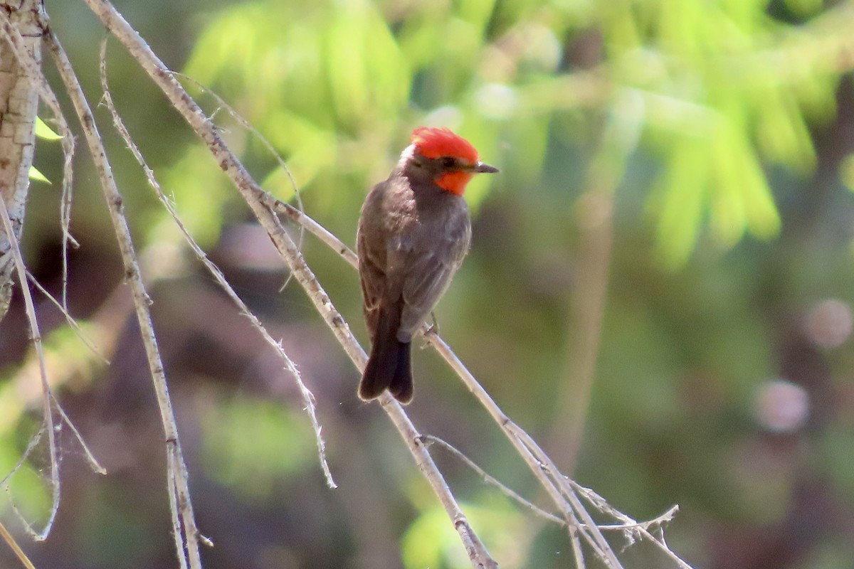 Vermilion Flycatcher - Jonathan Montgomery