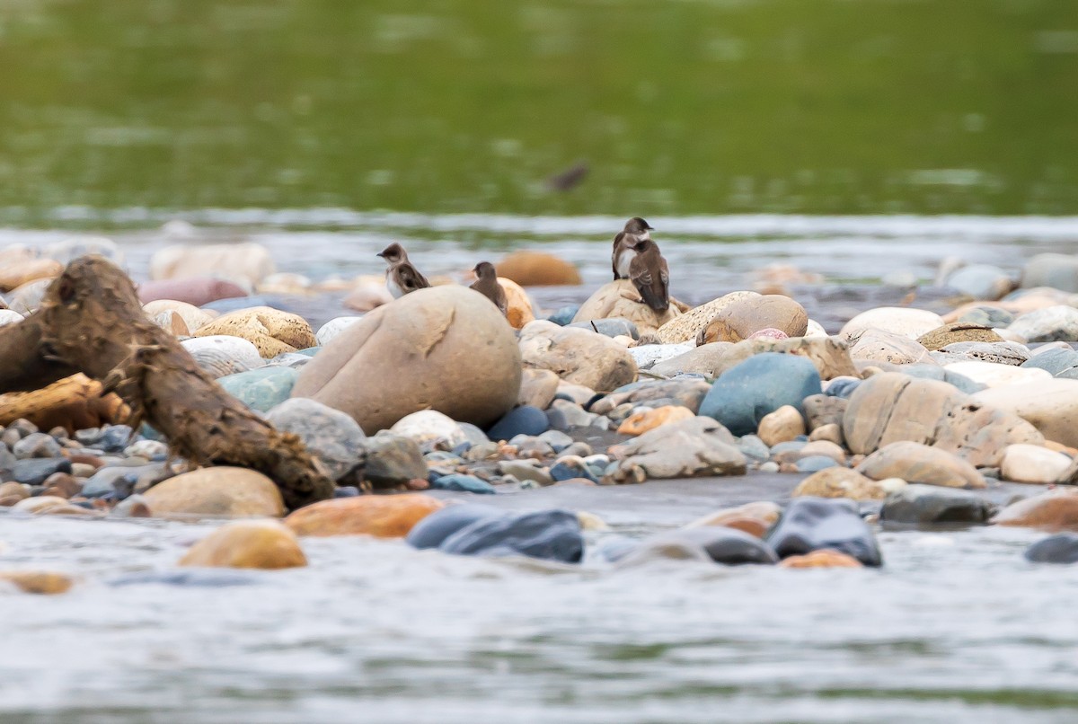 Brown-chested Martin - Andrew Cauldwell