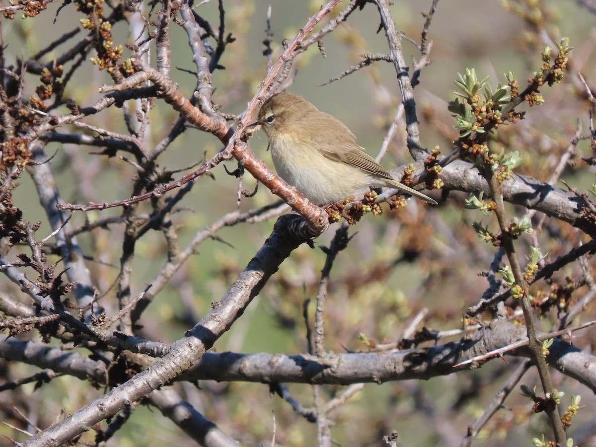 Mountain Chiffchaff (Caucasian) - Doug Kibbe