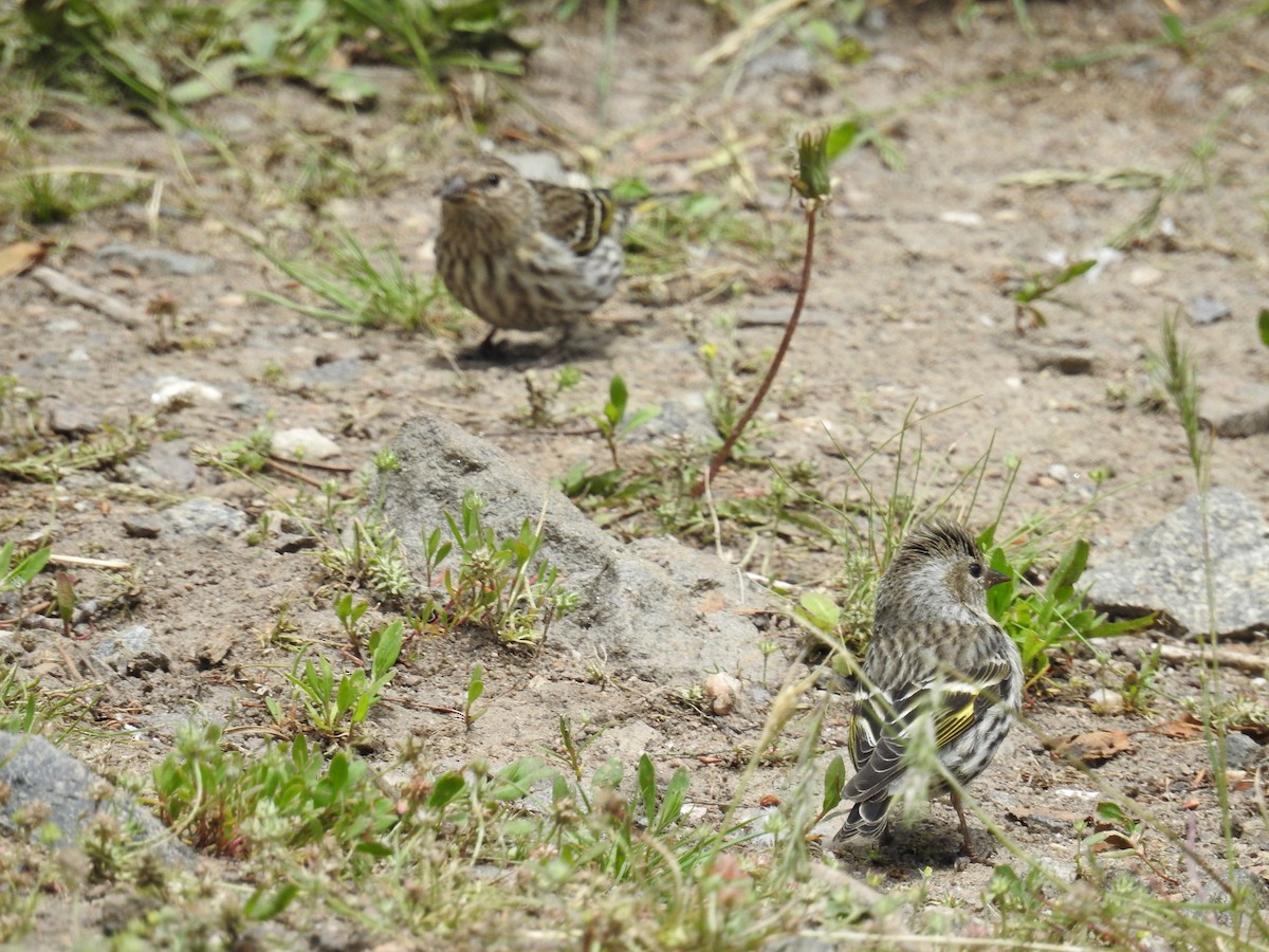 Pine Siskin - ML61944981