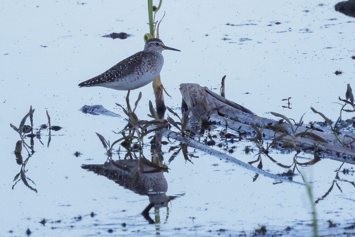 Wood Sandpiper - Yaroslav Nikitin