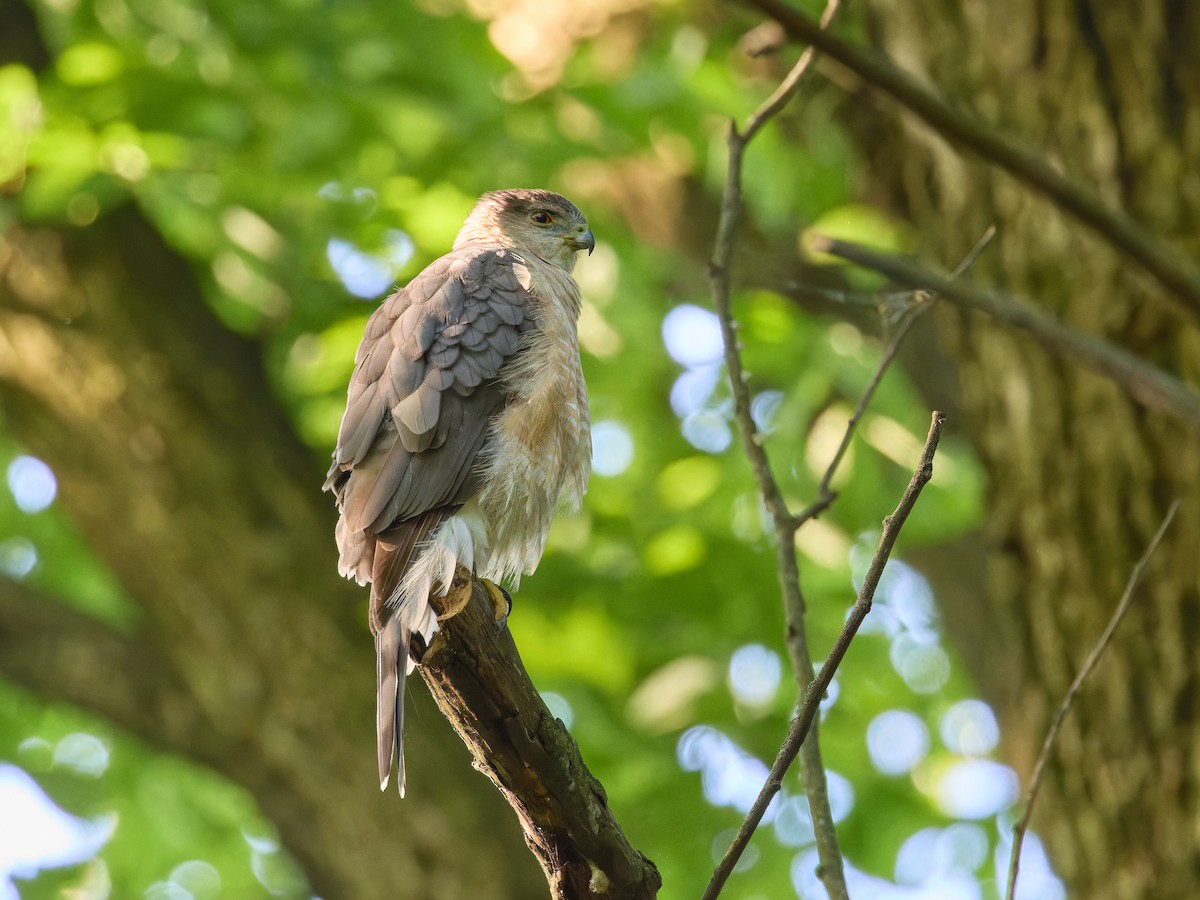 Cooper's Hawk - Ant Tab