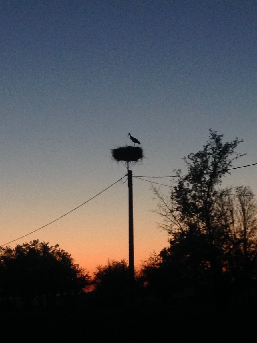 White Stork - Tim Harrop