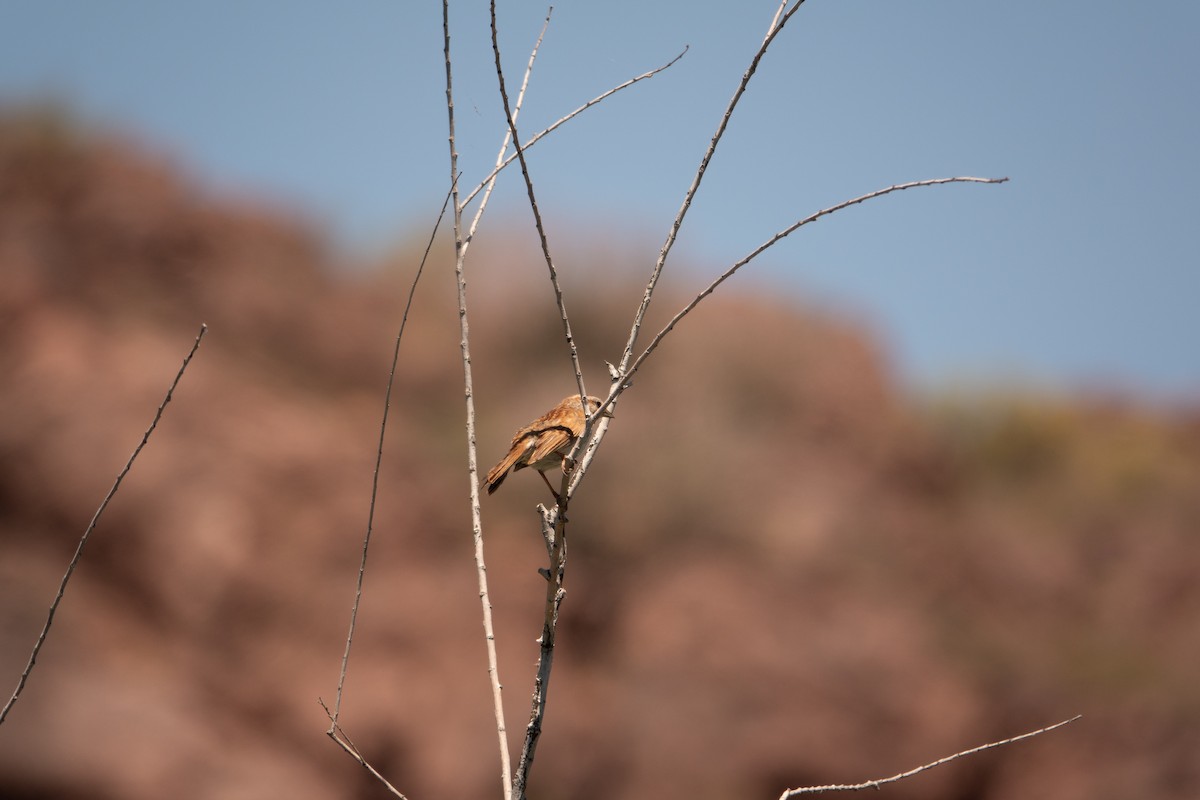 Song Sparrow - Greg Halbach