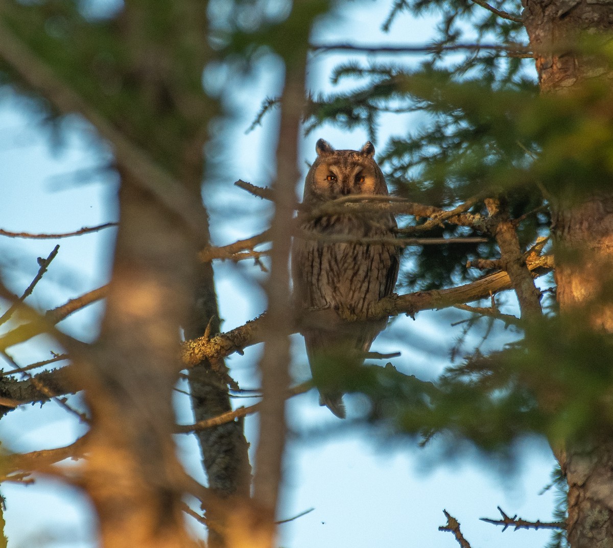 Long-eared Owl - Theo de Clermont