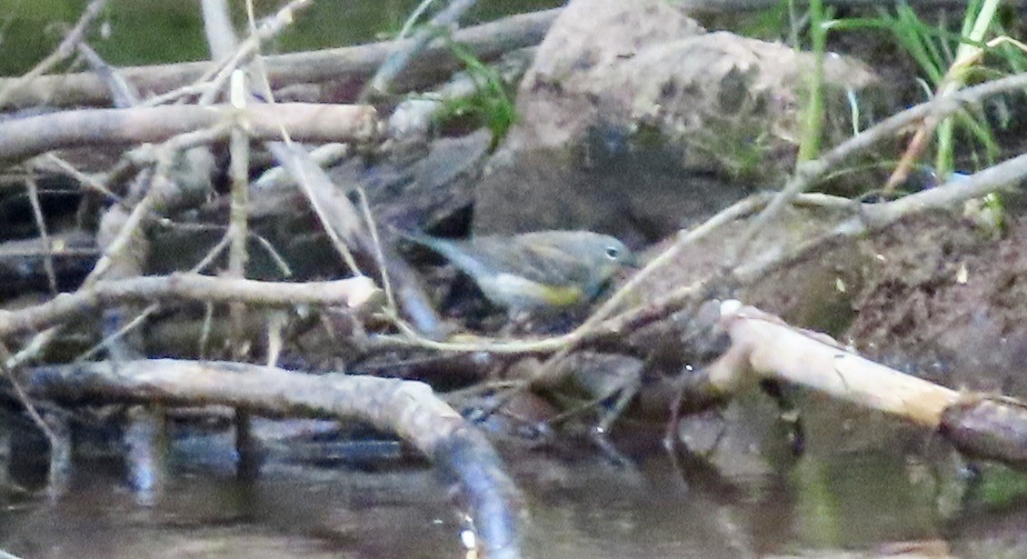 Yellow-rumped Warbler - Jonathan Montgomery