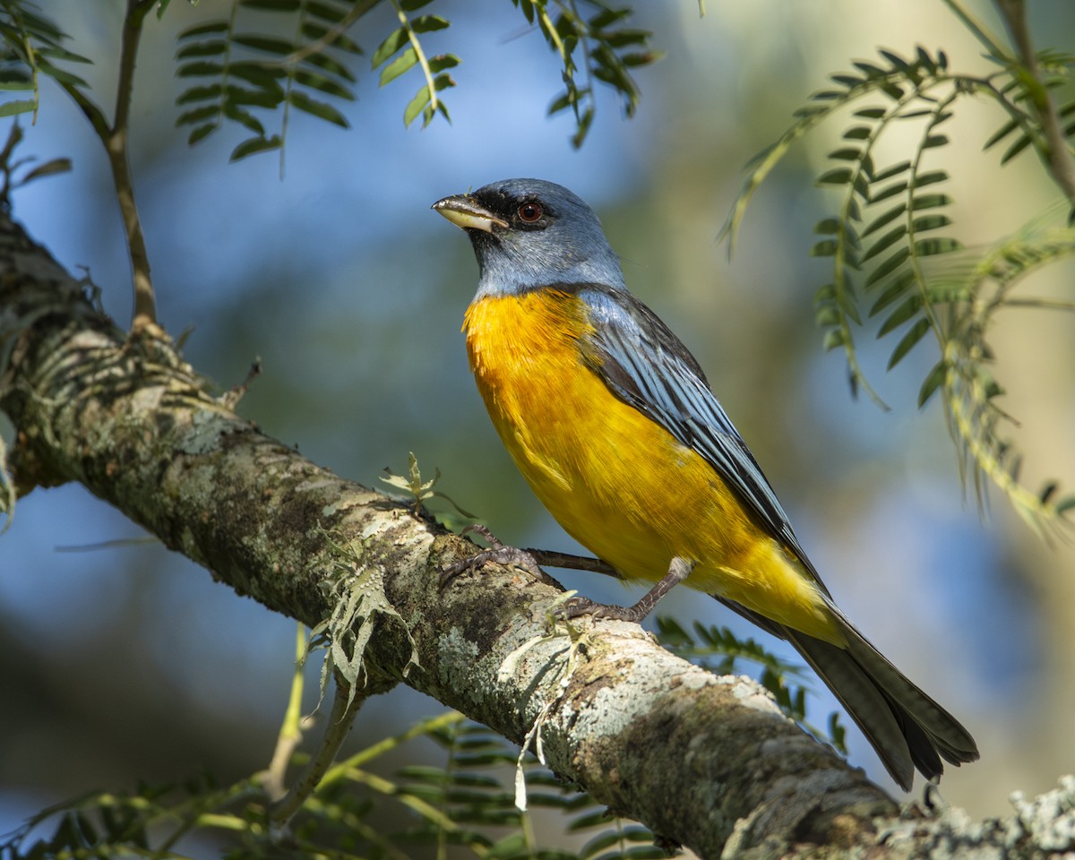 Blue-and-yellow Tanager - ML619449840