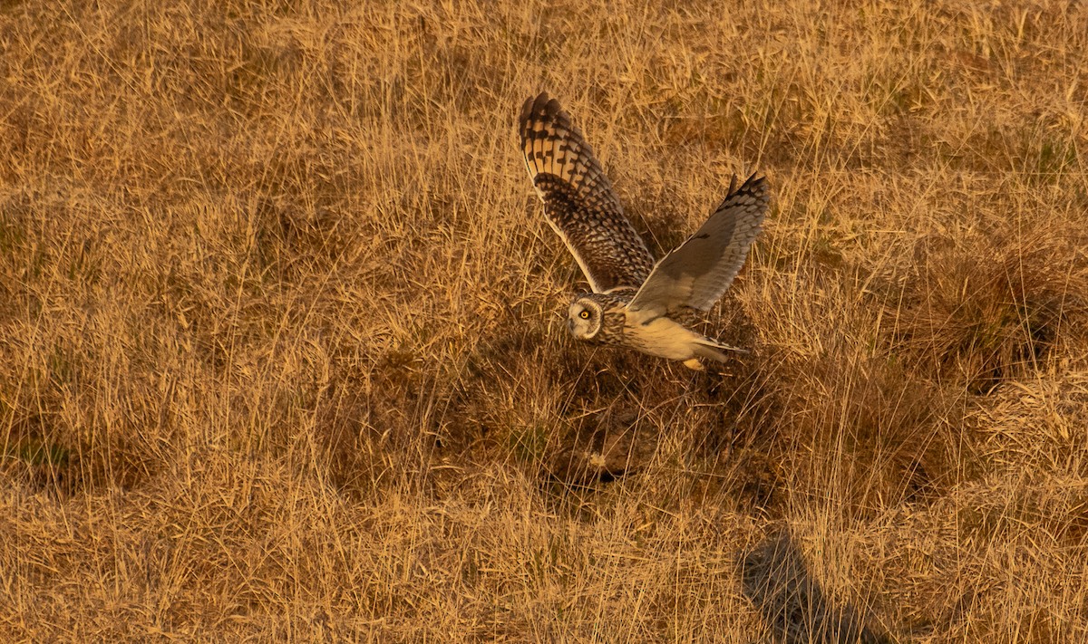 Short-eared Owl - Theo de Clermont