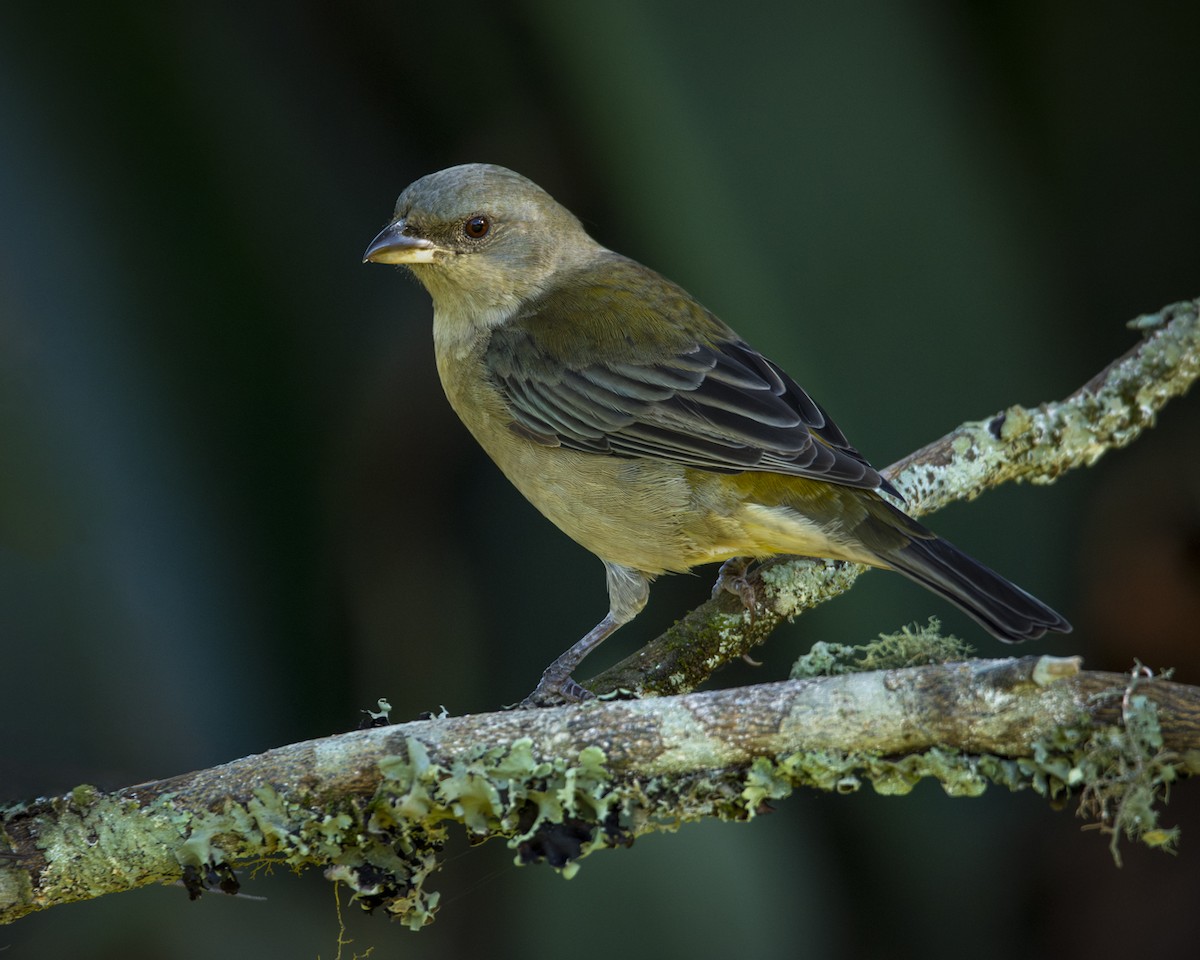 Blue-and-yellow Tanager - ML619449844