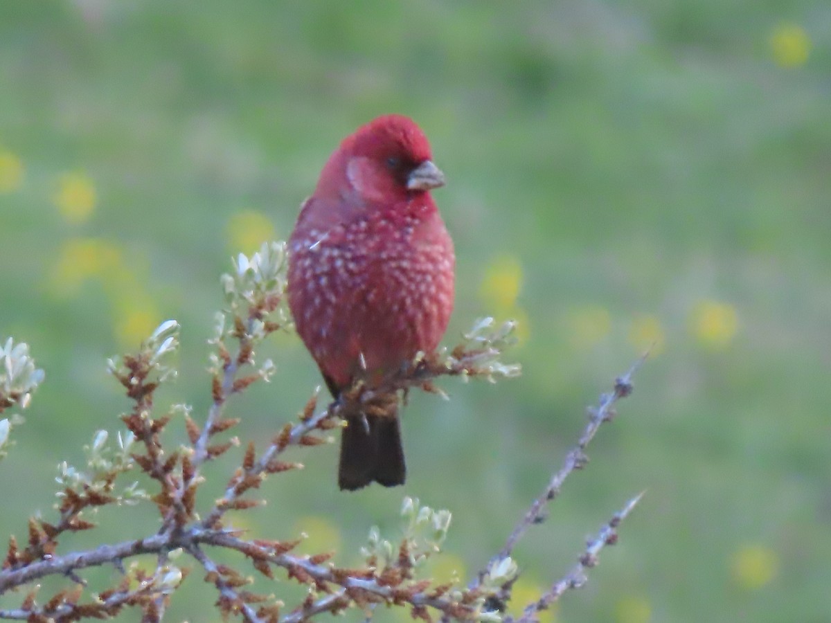 Great Rosefinch (Great) - Doug Kibbe