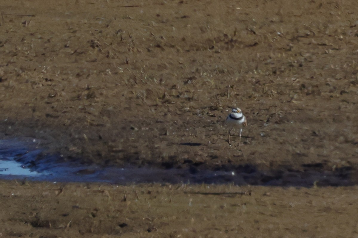 Little Ringed Plover - Yaroslav Nikitin