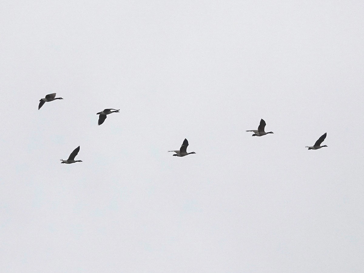 Canada Goose - Norman Uyeda