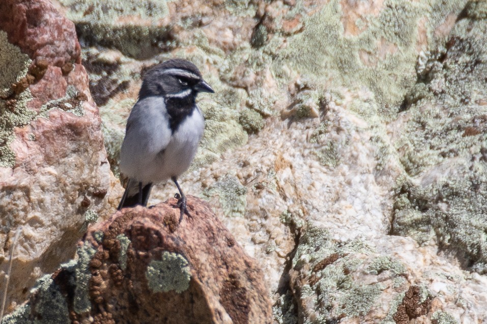 Black-throated Sparrow - ML619449857