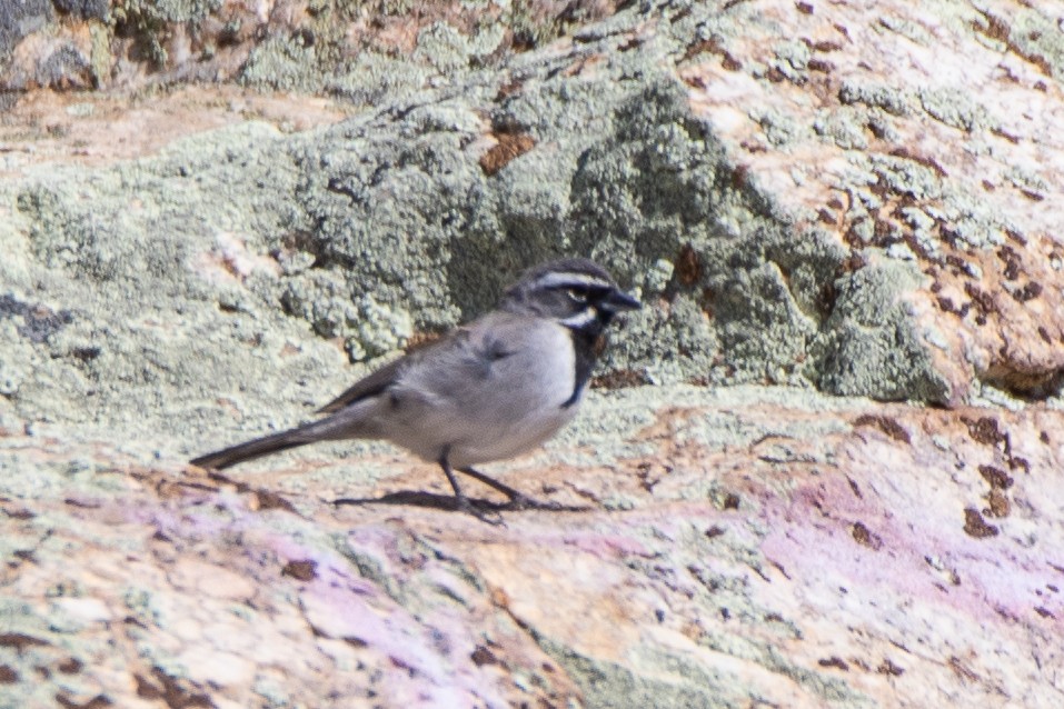 Black-throated Sparrow - Colin  Drummond