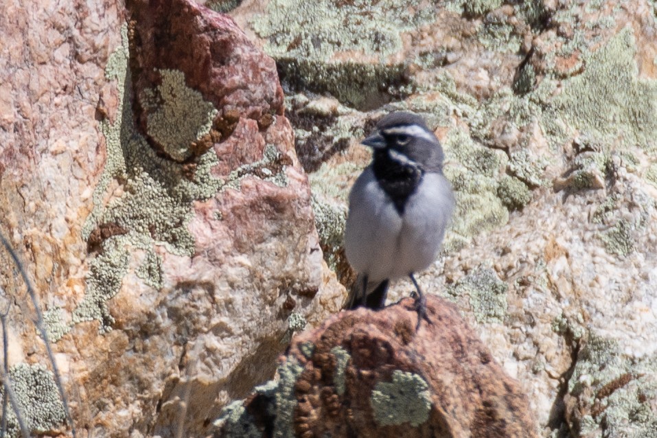 Black-throated Sparrow - Colin  Drummond