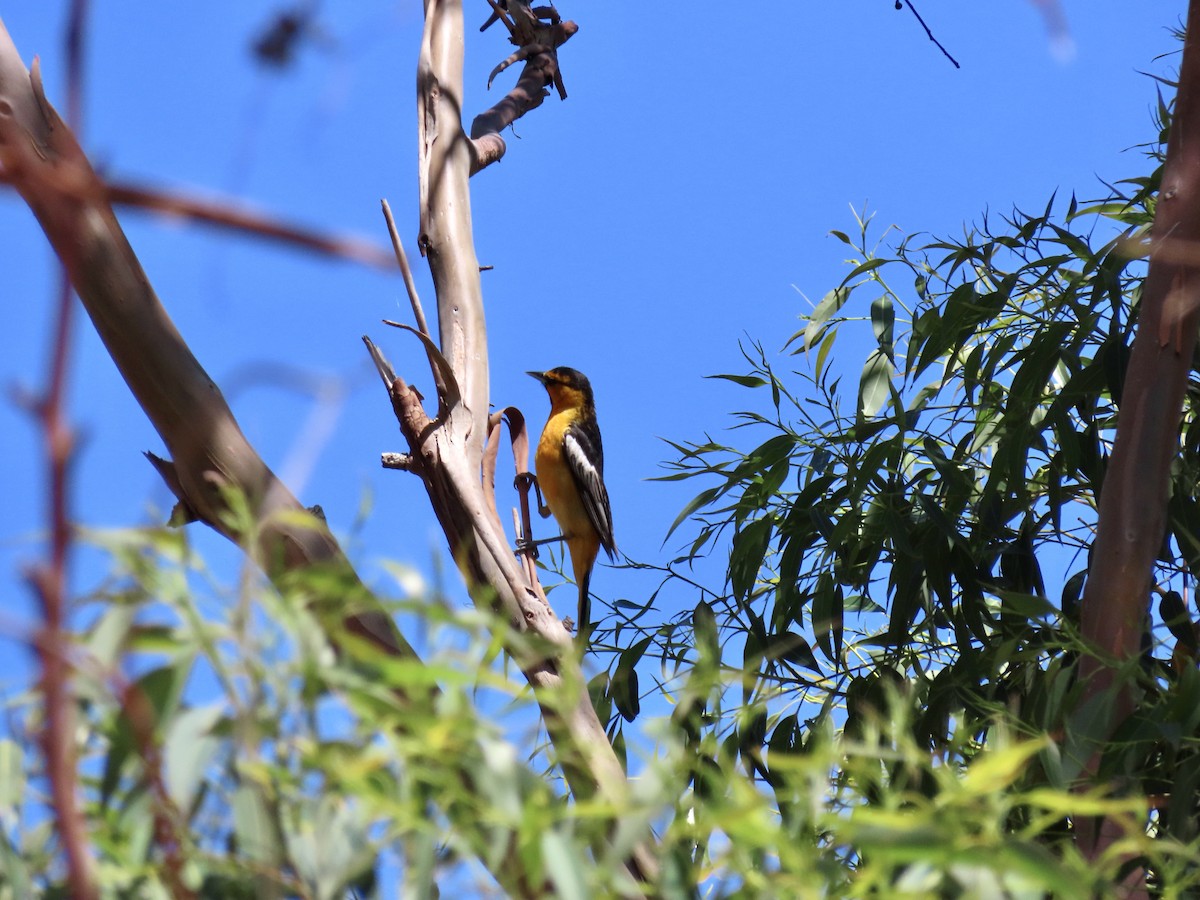 Bullock's Oriole - Anonymous