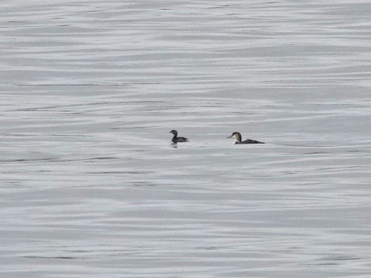 Pied-billed Grebe - Norman Uyeda