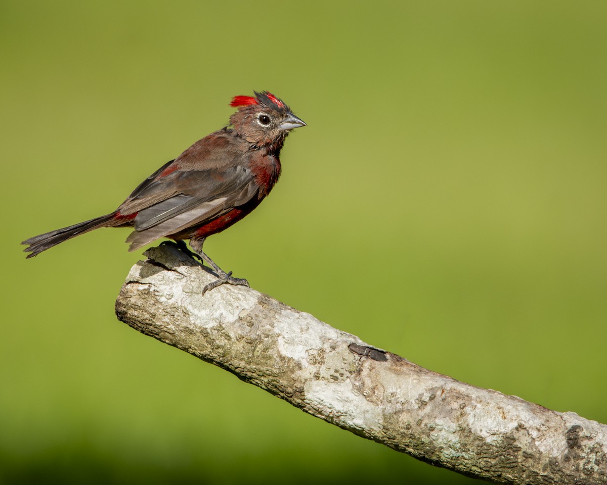 Red-crested Finch - Caio Osoegawa