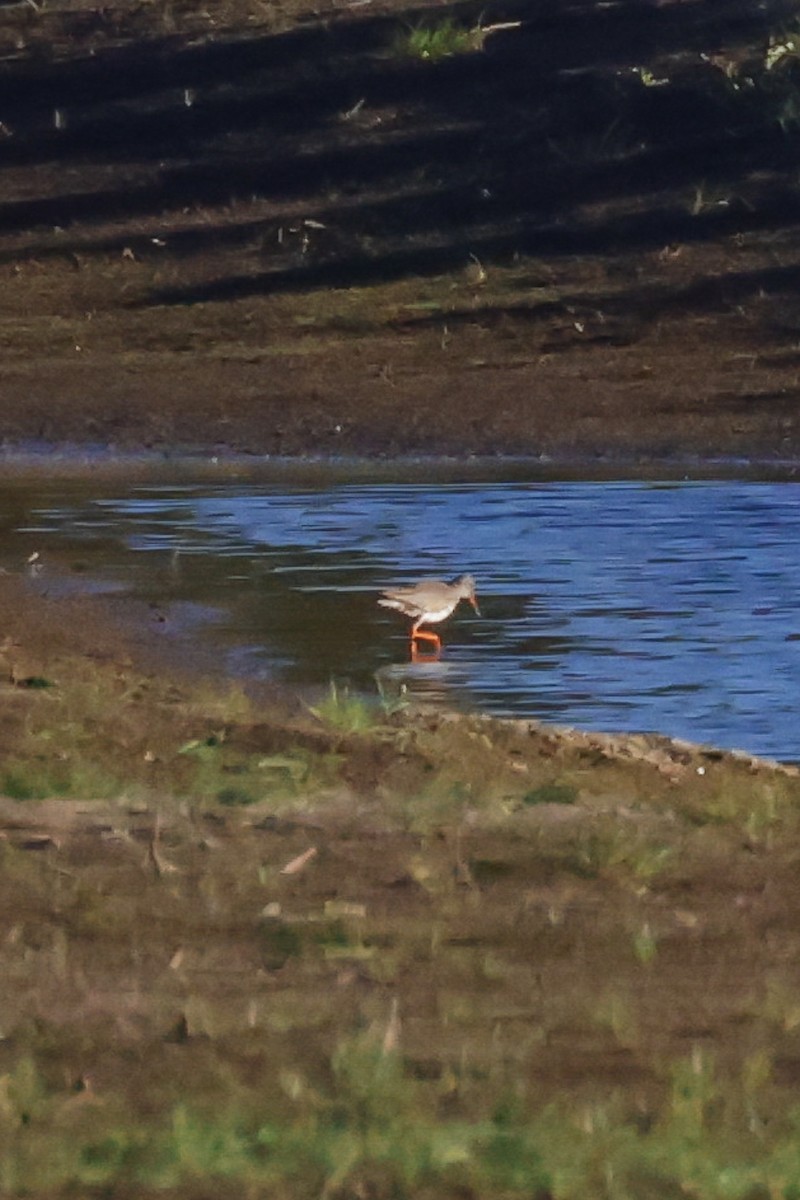 Common Redshank - Yaroslav Nikitin